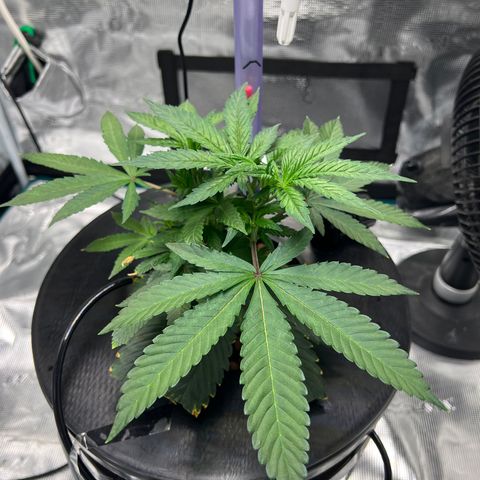 Death Bubba (Clone Grow) growlog timeline photo