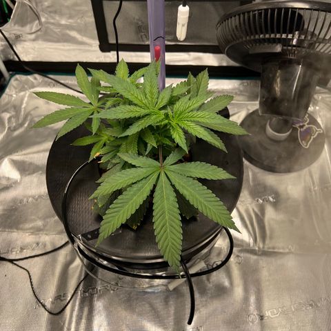 Death Bubba (Clone Grow) growlog timeline photo