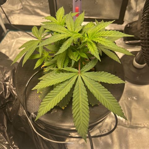 Death Bubba (Clone Grow) growlog timeline photo