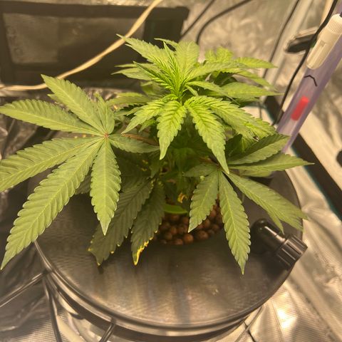 Death Bubba (Clone Grow) growlog timeline photo