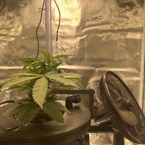 Death Bubba (Clone Grow) growlog timeline photo