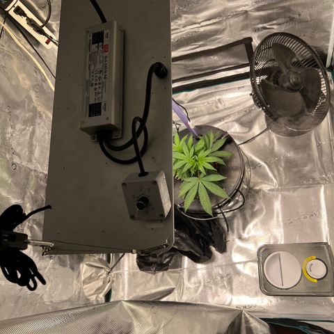 Death Bubba (Clone Grow) growlog timeline photo