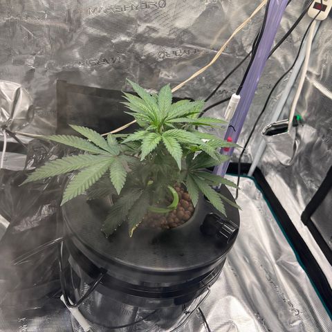 Death Bubba (Clone Grow) growlog timeline photo