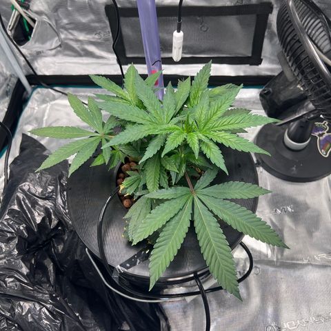 Death Bubba (Clone Grow) growlog timeline photo