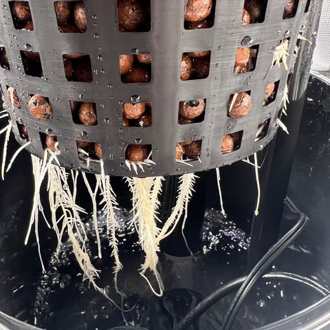 Death Bubba (Clone Grow) growlog timeline photo