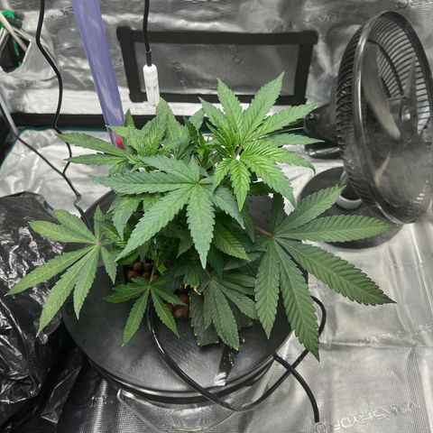 Death Bubba (Clone Grow) growlog photo: 9 digit leaf. 