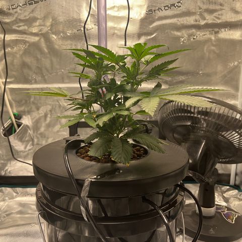 Death Bubba (Clone Grow) growlog photo: 9 digit leaf. 