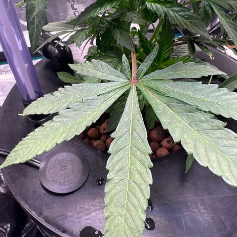 Death Bubba (Clone Grow) growlog photo: 9 digit leaf. 