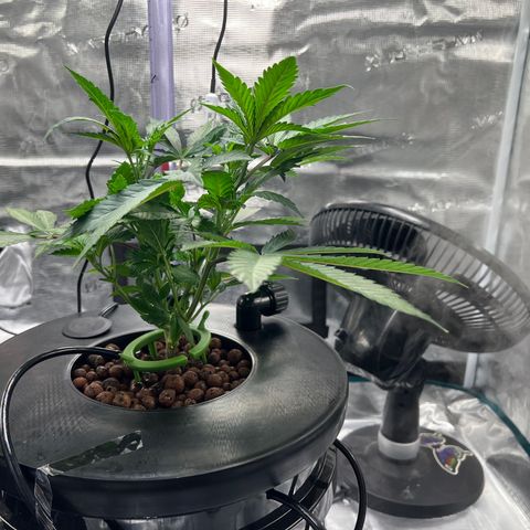 Death Bubba (Clone Grow) growlog photo: Trimmed off some leaves, tucked one to expose center growth. 