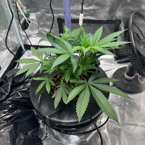 Death Bubba (Clone Grow) growlog photo: Trimmed off some leaves, tucked one to expose center growth. 