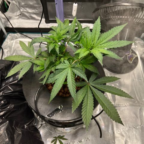 Death Bubba (Clone Grow) growlog photo: Trimmed off some leaves, tucked one to expose center growth. 