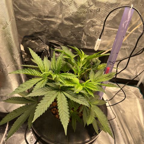 Death Bubba (Clone Grow) growlog timeline photo
