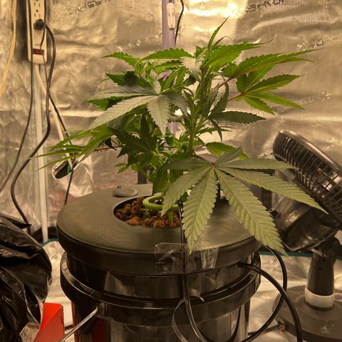 Death Bubba (Clone Grow) growlog timeline photo