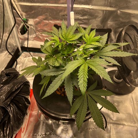 Death Bubba (Clone Grow) growlog timeline photo