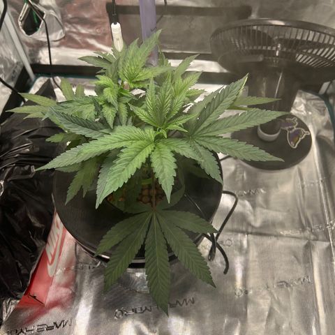 Death Bubba (Clone Grow) growlog timeline photo