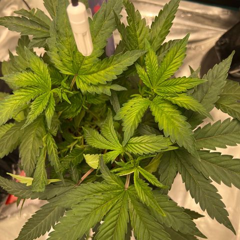 Death Bubba (Clone Grow) growlog timeline photo