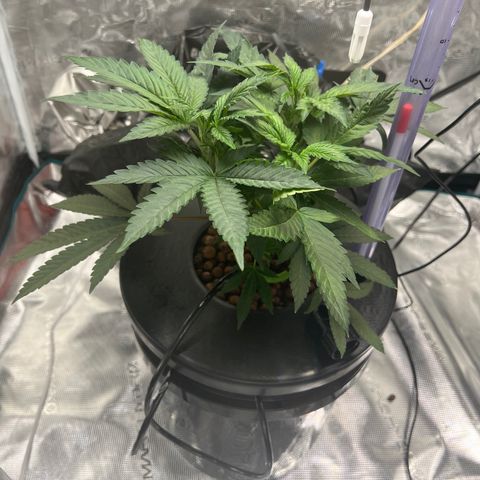 Death Bubba (Clone Grow) growlog timeline photo