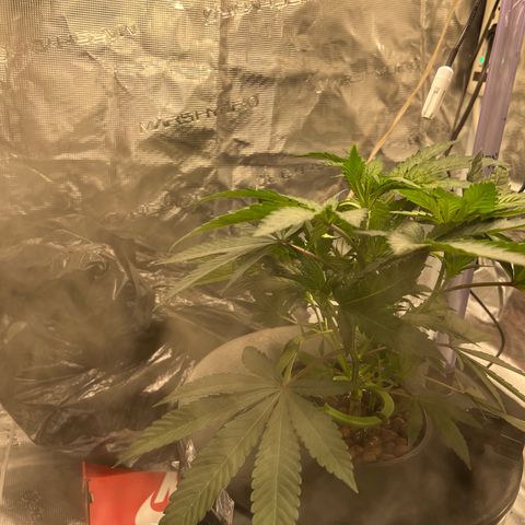 Death Bubba (Clone Grow) growlog timeline photo