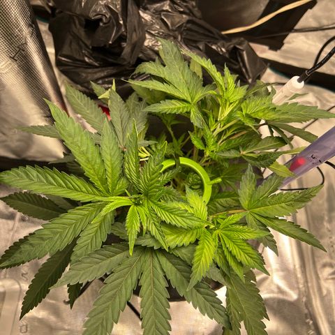 Death Bubba (Clone Grow) growlog timeline photo