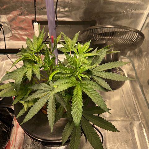 Death Bubba (Clone Grow) growlog timeline photo