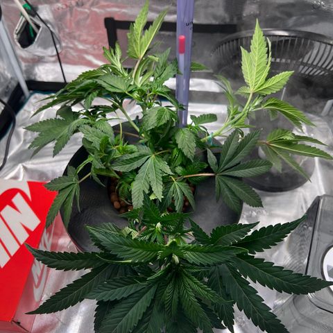 Death Bubba (Clone Grow) growlog photo: Lst 