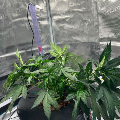 Death Bubba (Clone Grow) growlog photo: Lst 