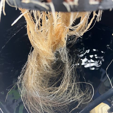 Death Bubba (Clone Grow) growlog photo: Lst 