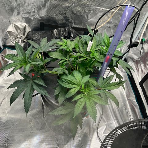 Death Bubba (Clone Grow) growlog timeline photo