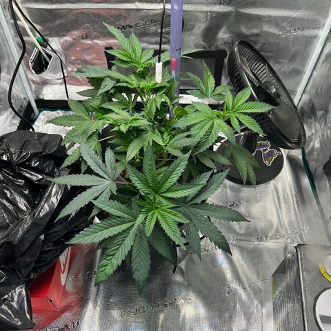 Death Bubba (Clone Grow) growlog timeline photo