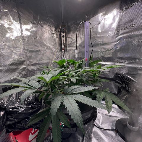 Death Bubba (Clone Grow) growlog timeline photo