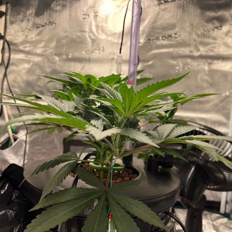Death Bubba (Clone Grow) growlog timeline photo