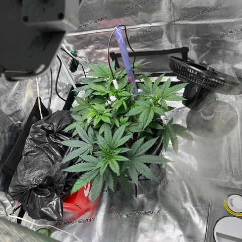 Death Bubba (Clone Grow) growlog timeline photo