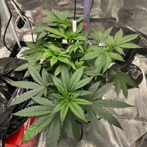 Death Bubba (Clone Grow) growlog timeline photo