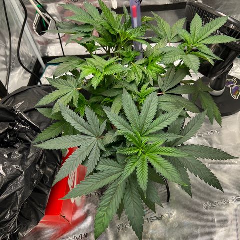 Death Bubba (Clone Grow) growlog timeline photo