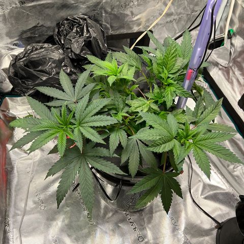 Death Bubba (Clone Grow) growlog timeline photo