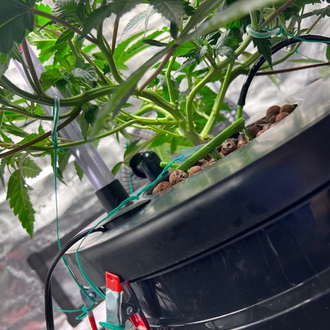 Death Bubba (Clone Grow) growlog timeline photo