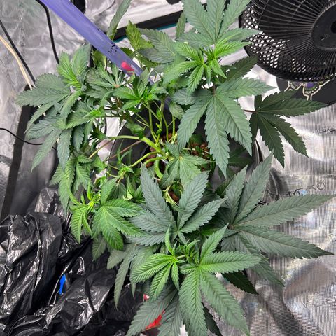 Death Bubba (Clone Grow) growlog timeline photo