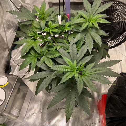Death Bubba (Clone Grow) growlog photo: Flushed out yesterday, added new nutes. Shes responding really well. 