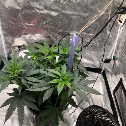 Death Bubba (Clone Grow) growlog photo: Flushed out yesterday, added new nutes. Shes responding really well. 