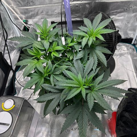 Death Bubba (Clone Grow) growlog photo: Flushed out yesterday, added new nutes. Shes responding really well. 