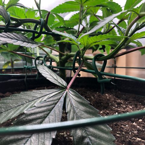 2021.05.17 OG Kush - #2 - RQS growlog photo: Mainlining 4 ramifs de depart
18 départs maintenant