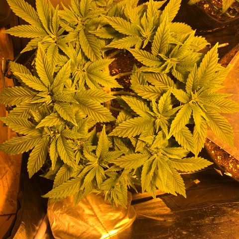 2021.05.17 Purple Queen - #2 - RQS growlog photo: 2 jours après LST + defoliation
