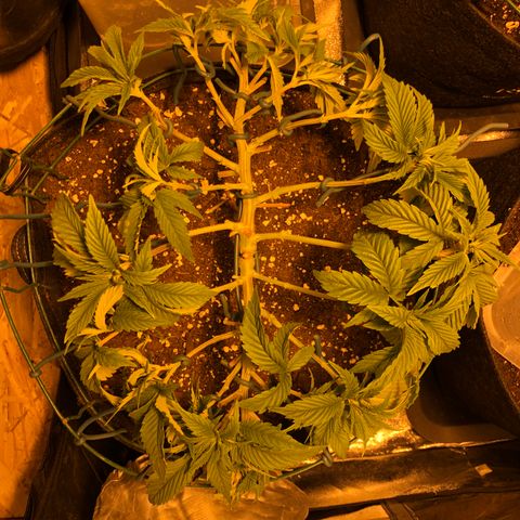 2021.05.17 Purple Queen - #2 - RQS growlog photo: Mainlining + defoliation
