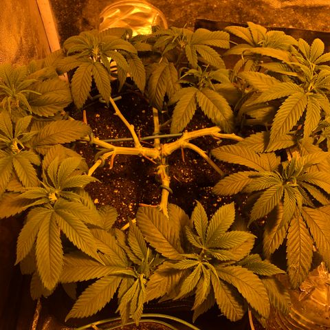 2021.05.17 OG Kush - #2 - RQS growlog timeline photo
