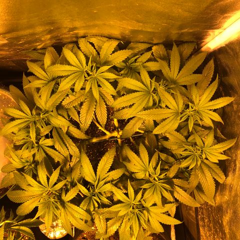 2021.05.17 OG Kush - #2 - RQS growlog timeline photo
