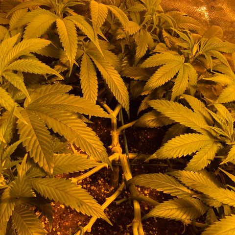 2021.05.17 OG Kush - #2 - RQS growlog timeline photo