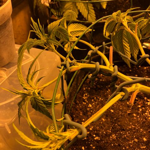 2021.05.17 Purple Queen - #2 - RQS growlog photo: Faux mainlining + defoliation 