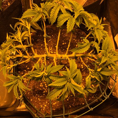 2021.05.17 Purple Queen - #2 - RQS growlog photo: Mainlining + defoliation