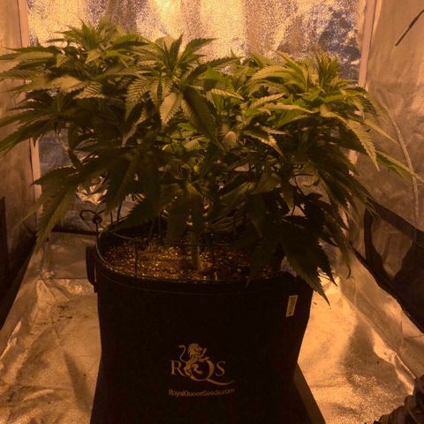 2021.05.17 Purple Queen - #2 - RQS growlog timeline photo
