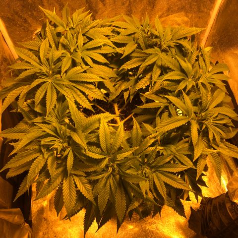 2021.05.17 Purple Queen - #2 - RQS growlog timeline photo